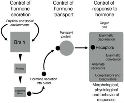 Brain-Derived Steroids, Behavior and Endocrine Conflicts Across Life History Stages in Birds: A Perspective